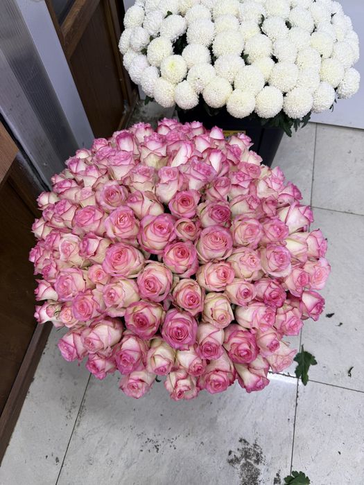 101 гортензия в коробке