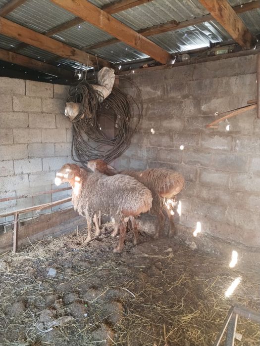 Кошкар сатыладыы