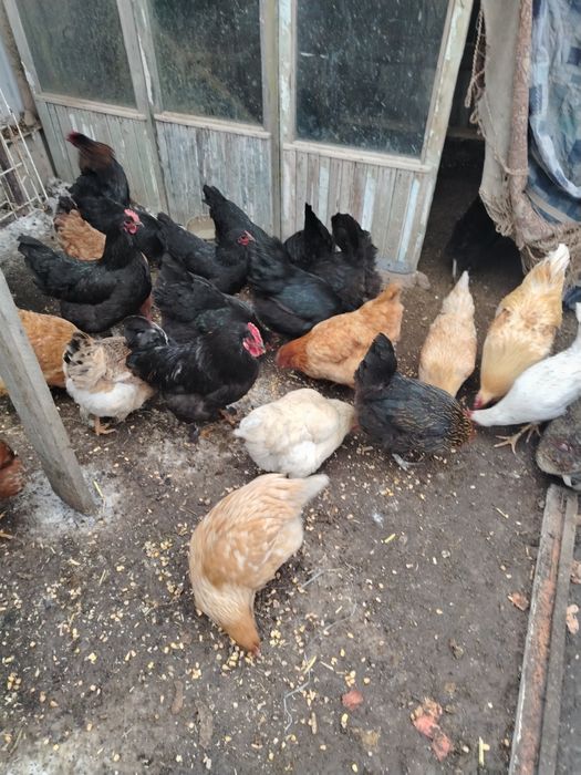 Продам домашные куры