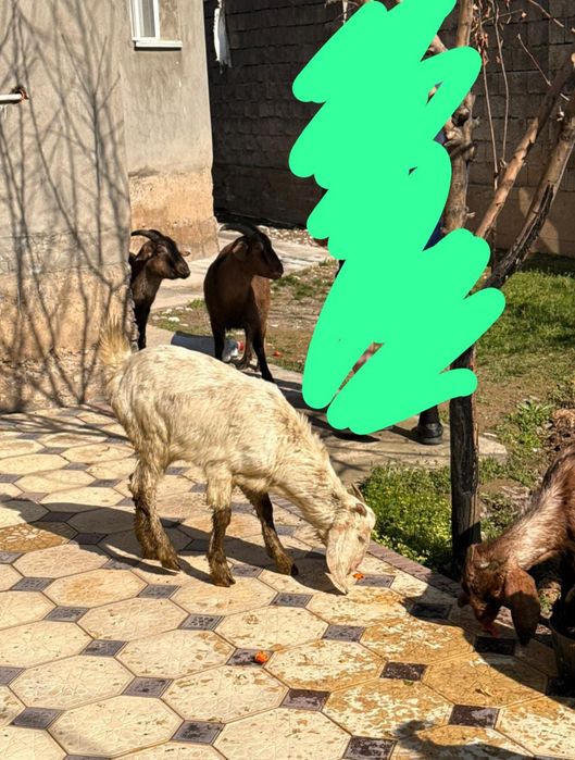 Битал    лақтары