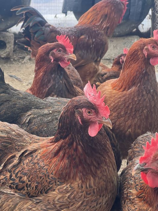 Тухум Tuxum Ханхяп тавуқларини уругланган тухуми бор инкубаторга