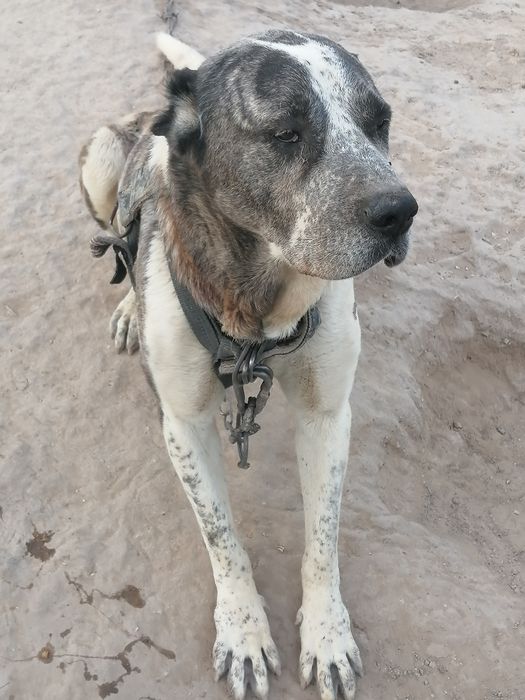 Сабака алабаи 6жасар