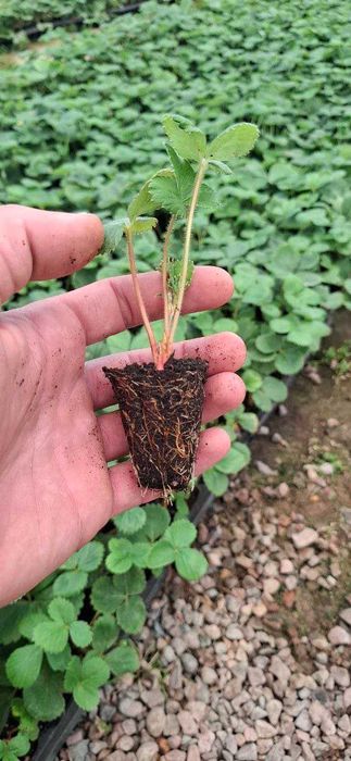 Рассада клубники/Qulupnay ko‘chatlari (Albion va Kabrilo)