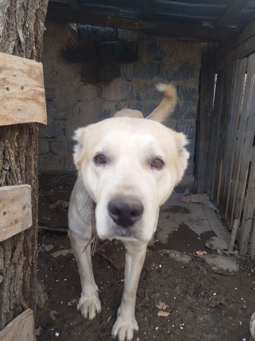 Продам 2вух алабаев