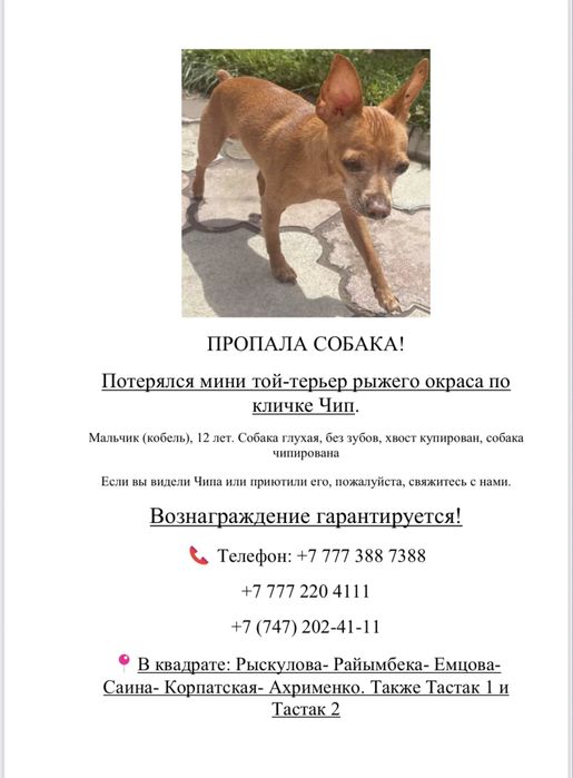 Пропала собака !!!