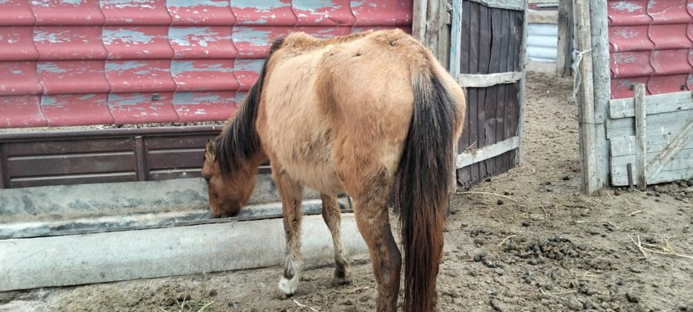 Бие сатылады срочно!