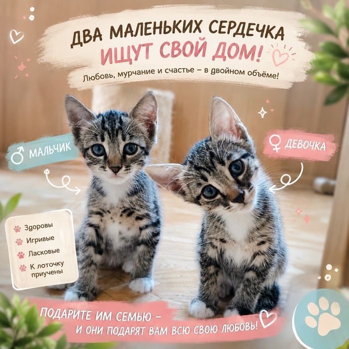 Котята - в добрые и ответственные руки.