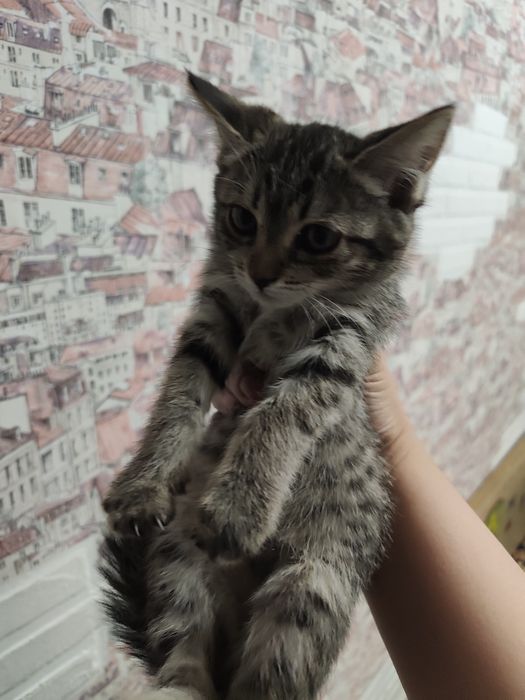 Котенок в любящую семью