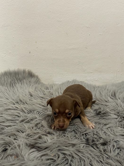 Пинчерчета.