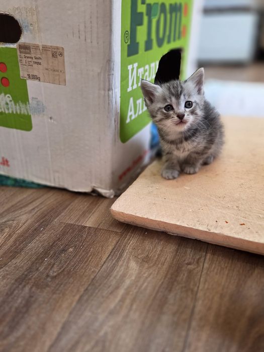 Отдам красивых котят