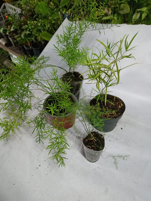 Продам цветы комнатные