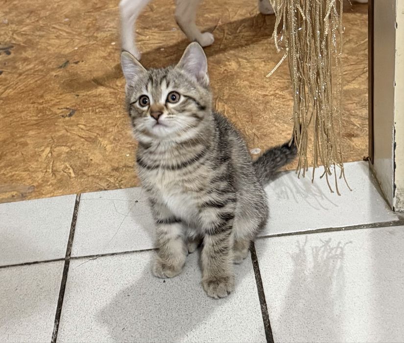 Мушук болалари яхши колларга