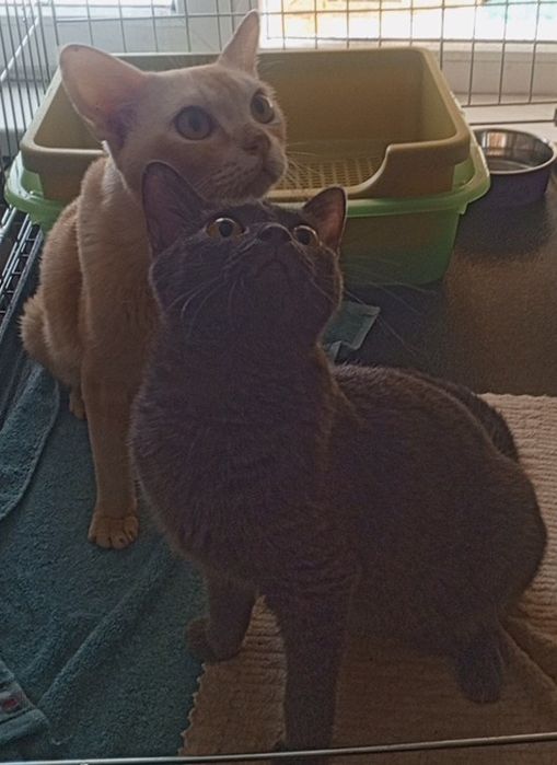 Продаётся Бурма Девочка Голубой Окрас Беременная!