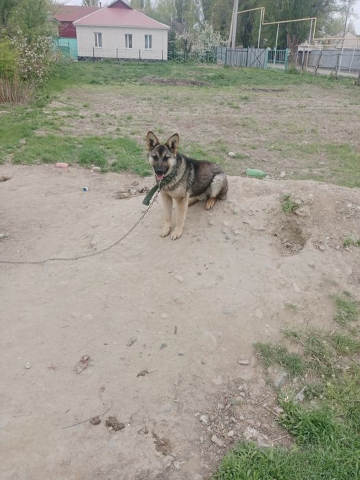 Неміс апшаркасы сатылады