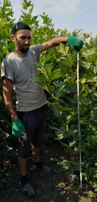 Декоратив кучатлар яшмл макон учун