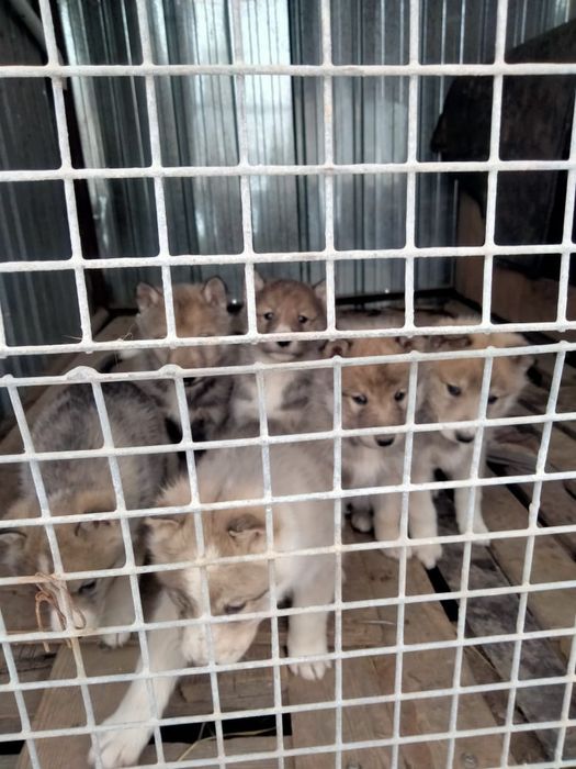 Чистокровные щенки лаек