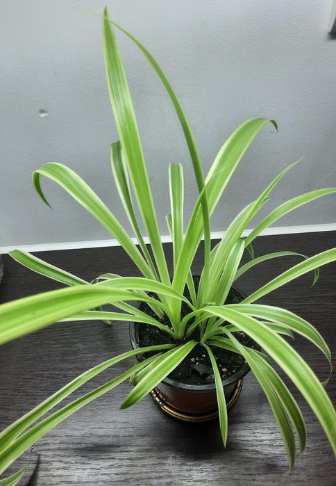 Хлорофитум комнатный