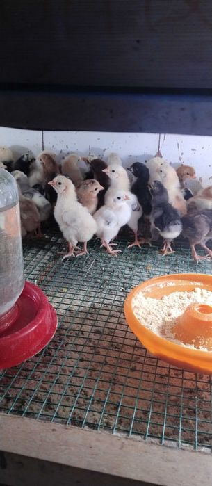 Xonaki joʻjalar sotiladi