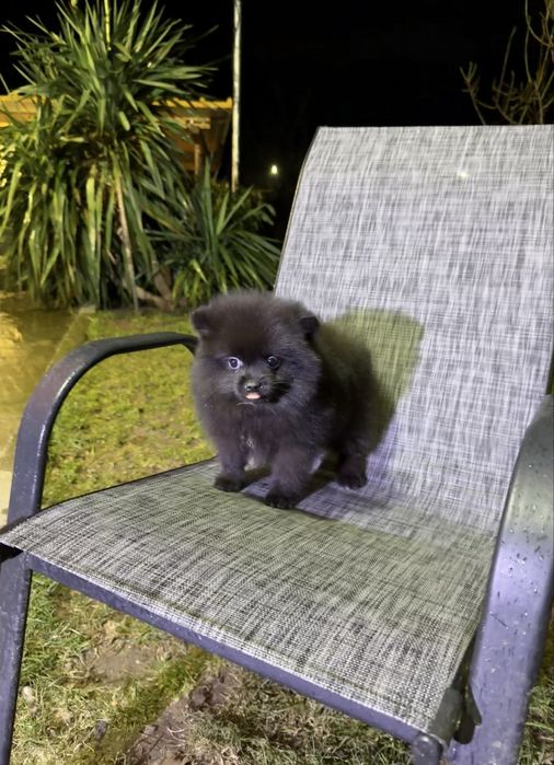 Померан момиче със втора ваксина