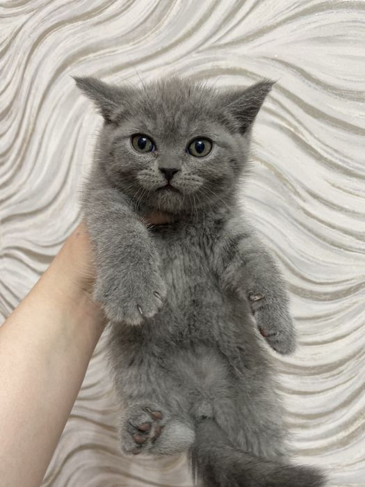 Котята британцы голубого окраса