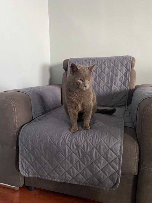 Adoptie motan Albastru de Rusia Lord