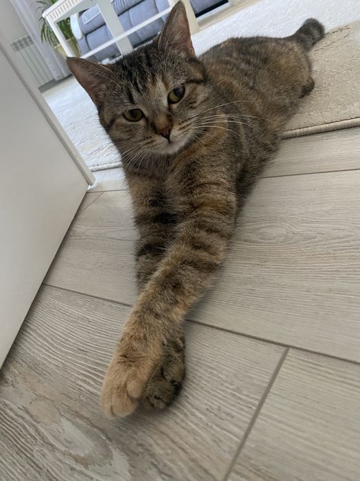 Кошка ищет дом. .