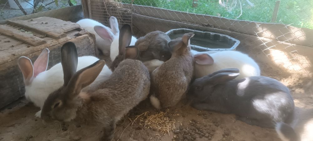 Кролики. Қояндар