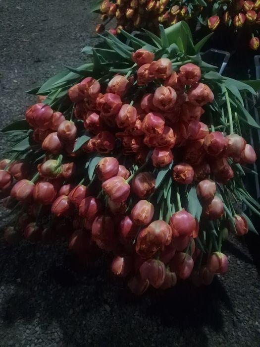 Тюльпаны крупные