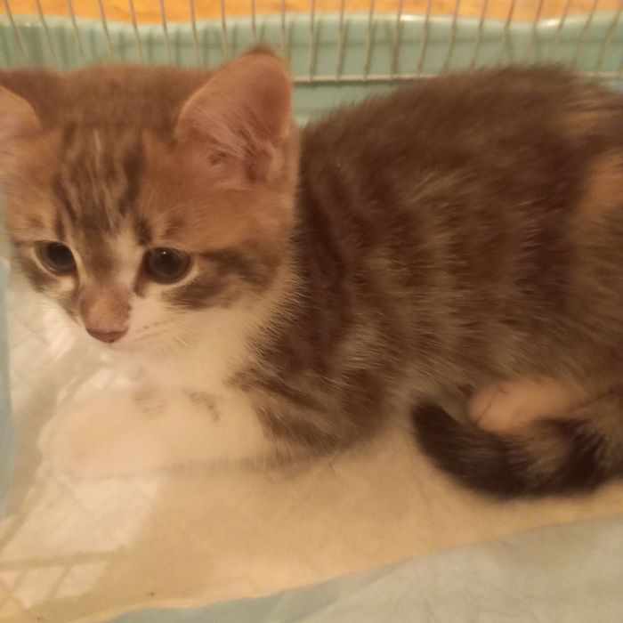 Серо-белый котёнок 2 мес девочка