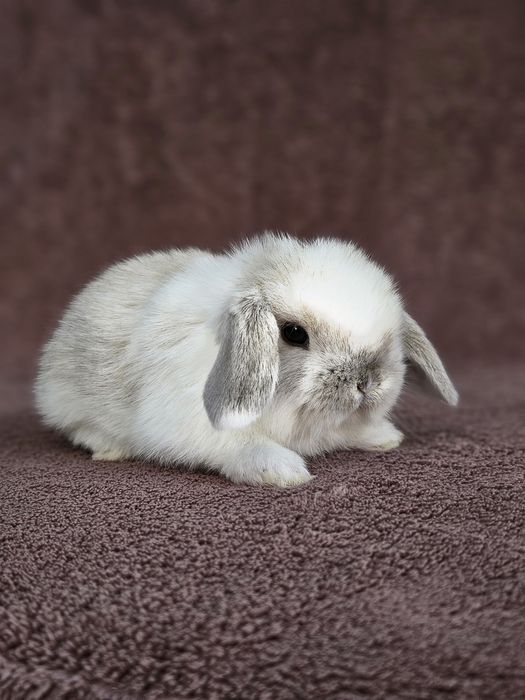 Iepuri  Mini lop - de companie