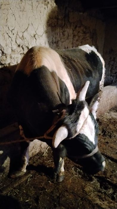 Бұқа (бык) 1 жасар сатылады