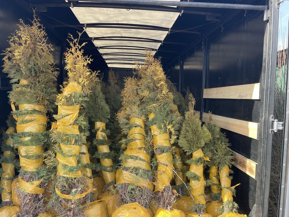 Туя Смарагд, Брабант