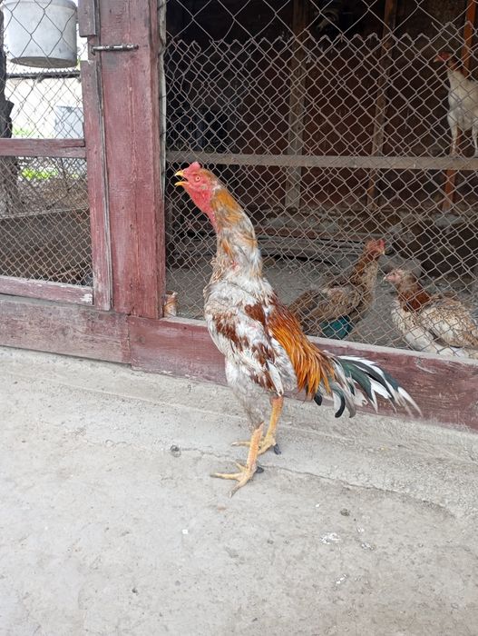 Туляк ветнам микс