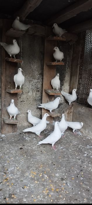 Porumbei creți francezi și gusati de pomerania