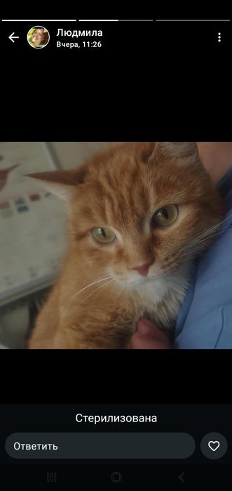 Ищем дом  для котенка