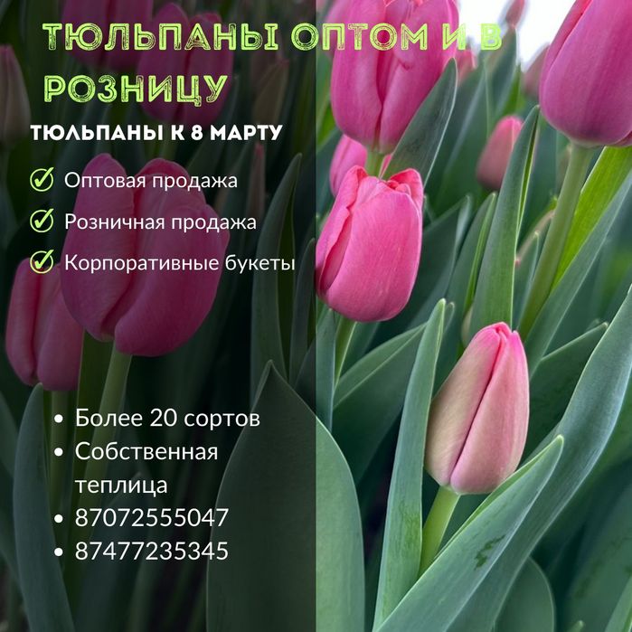 Тюльпаны оптом на 8 марта