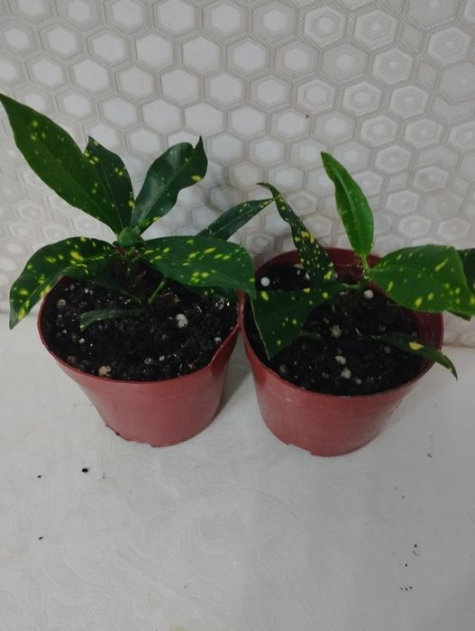 Комнатные растения, район Евразии