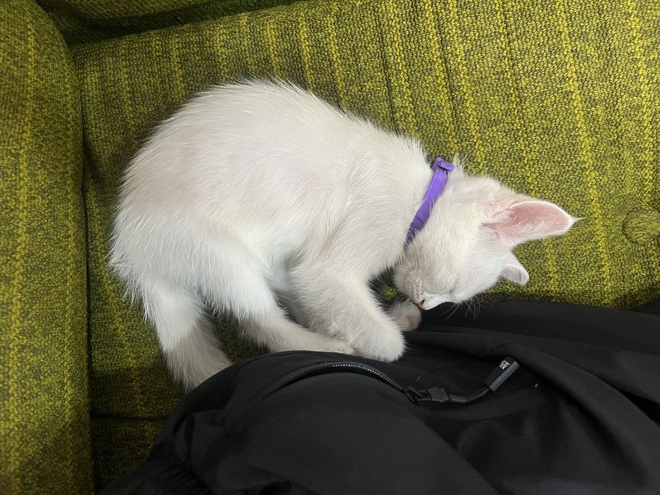 Котёнок, умная девочка)))