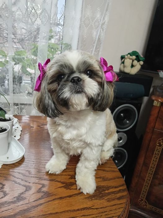 Продам щенка шитцу