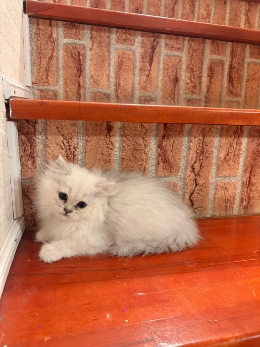 British longhair silver chinchilla