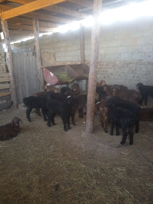 Козы сатылады козылар