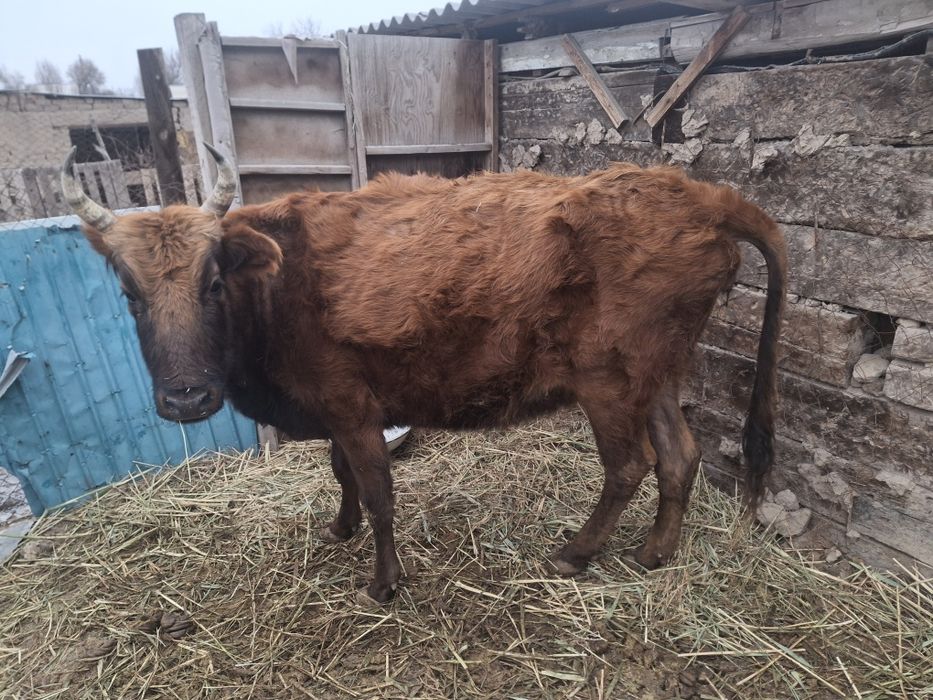 Семіз Жас сиыр 2 туган