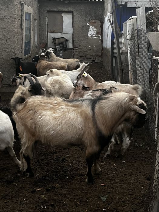 Альпийский козел