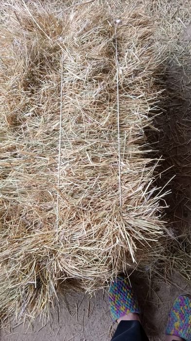 Жоңышқа дала шөп