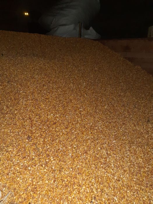 Grâu porumb de vanzare