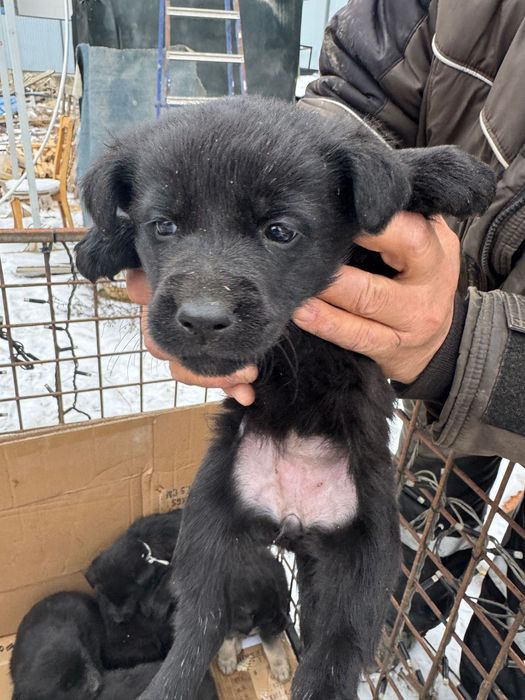 В добрые руки пристраиваются