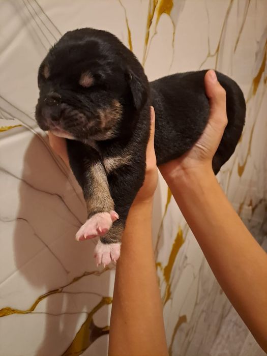 төбет күшік 3 апталық