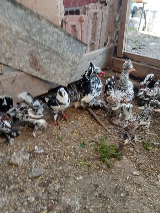 Продавам Бреговски джинки