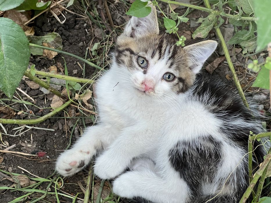 Отдам котят добрым людям