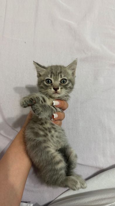 Маленькие котята